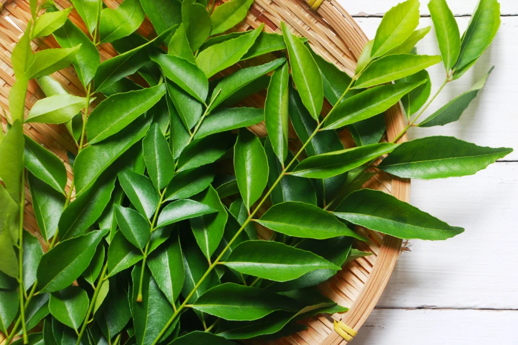 daun kari
