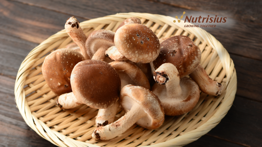 Bumbu Penyedap Rasa Alami